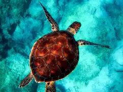 Turtle spirit animal guide