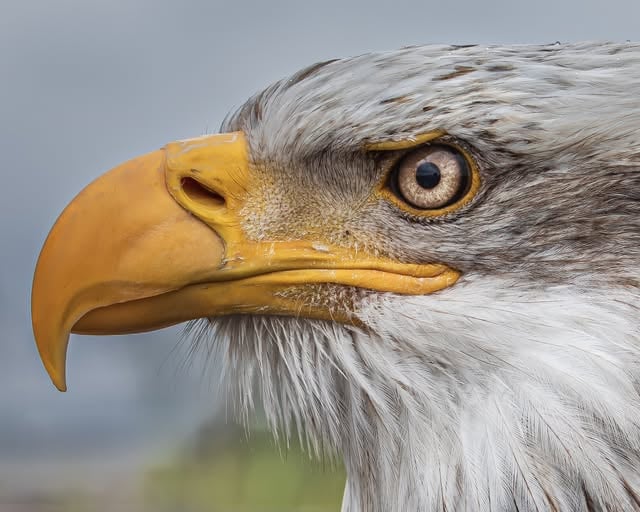 Eagle spirit guide