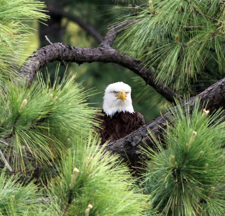 A bald eagle perched among pine boughs