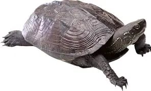Turtle spirit medicine