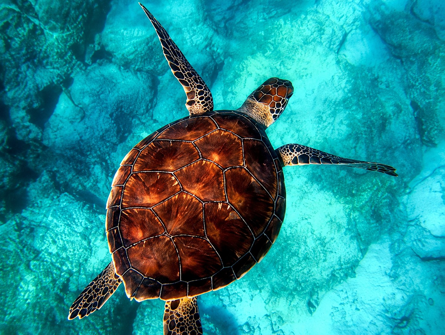 A turtle at rest — patience, protection, and the wisdom of slowing down