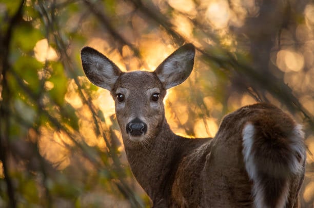 White tail deer spirit guide