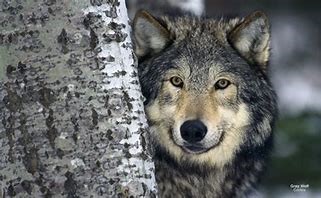 Wolf spirit guide